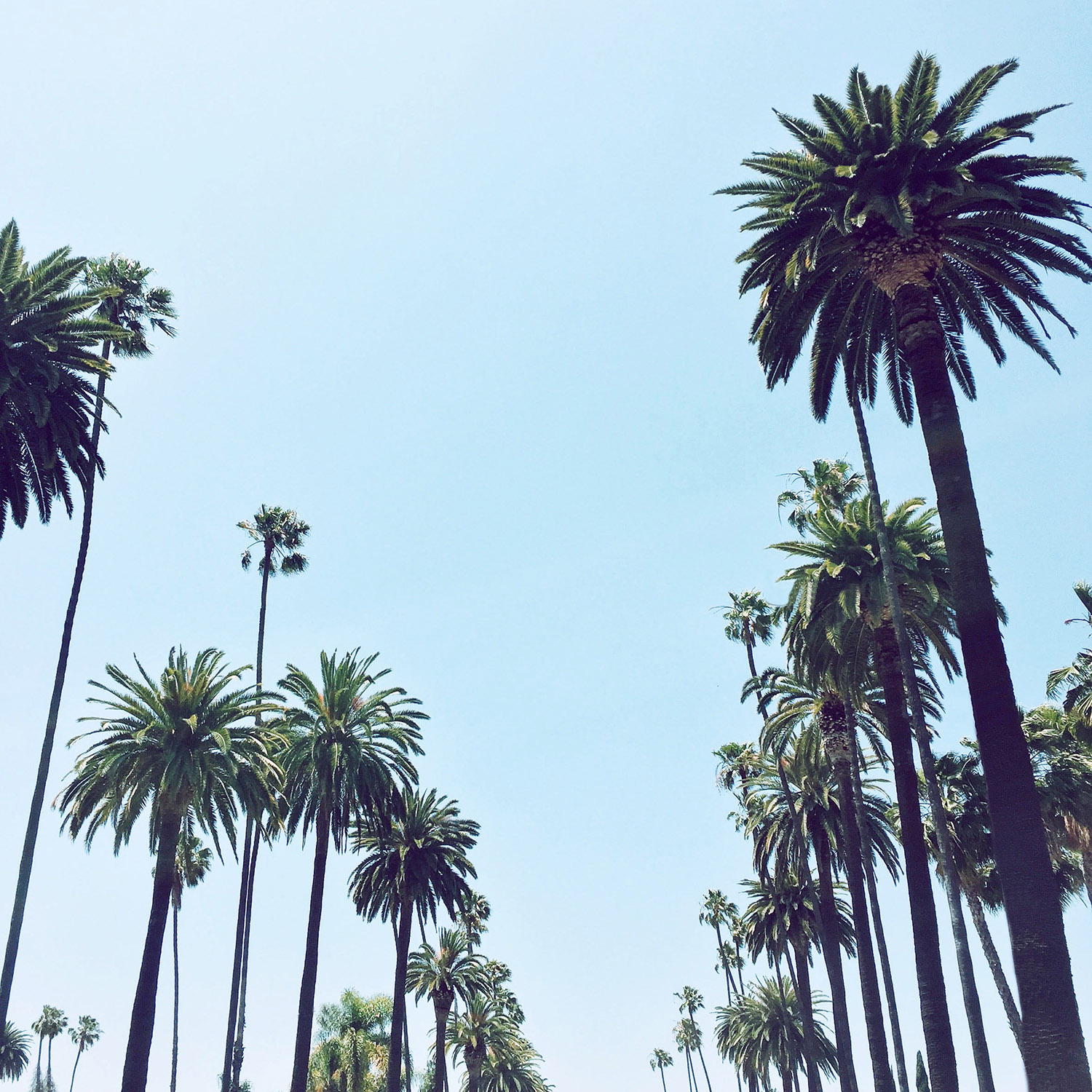 los angeles palm trees